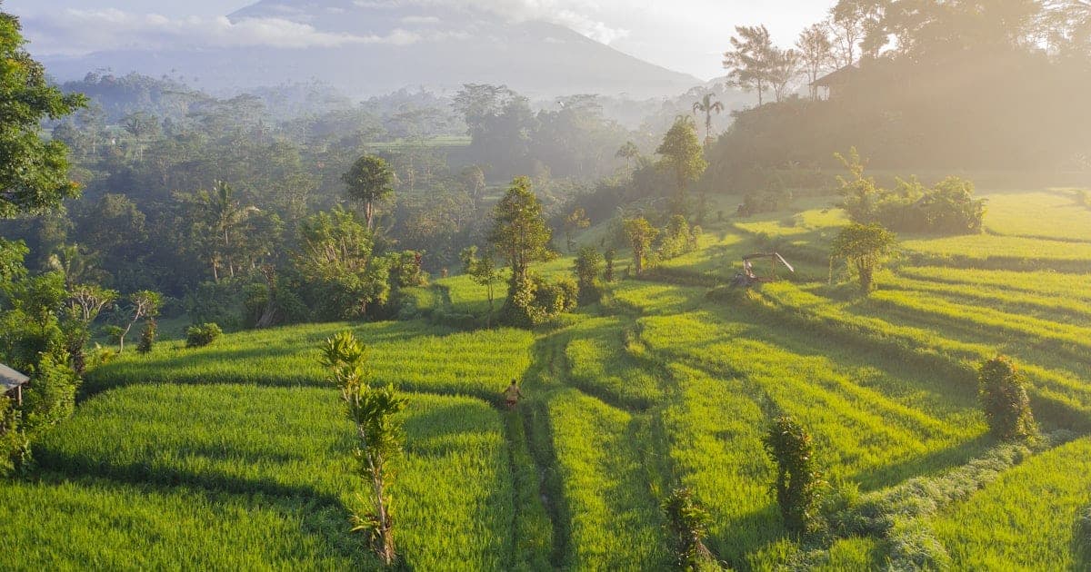 Lush green terraced rice paddies in Bali under a partly cloudy tropical sky