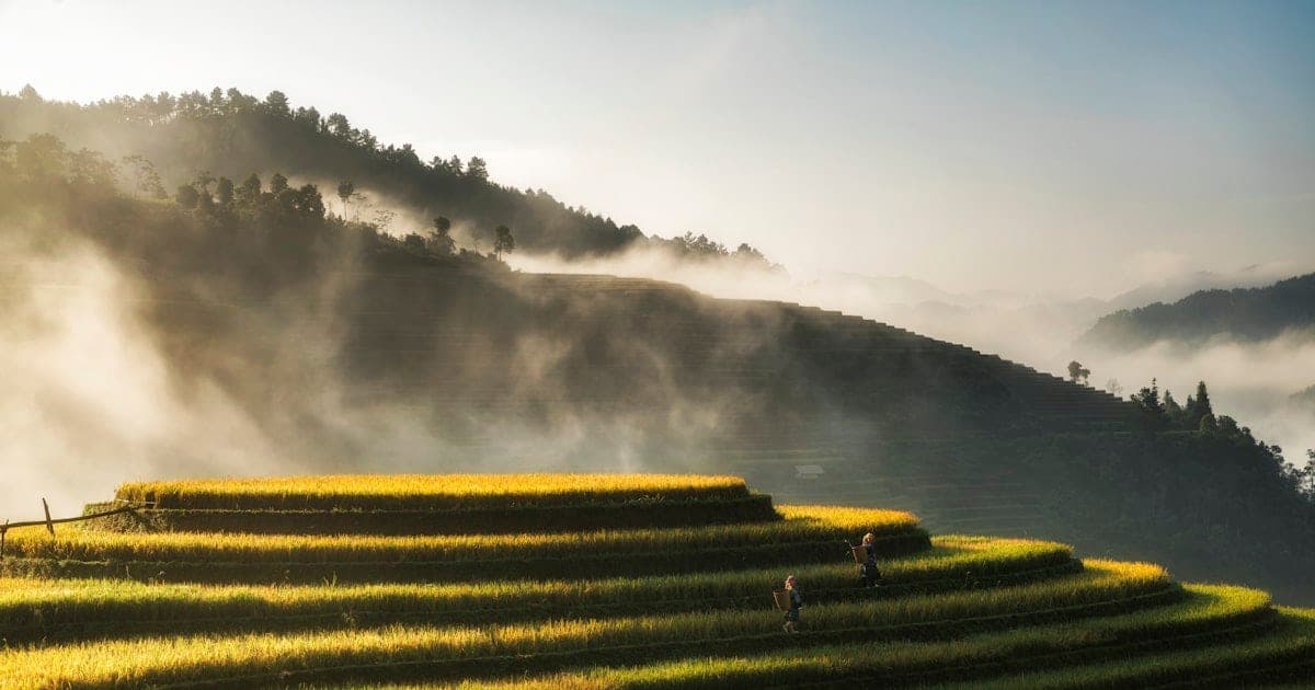 A solo traveler with a backpack looking out over the terraced rice fields of northern Vietnam